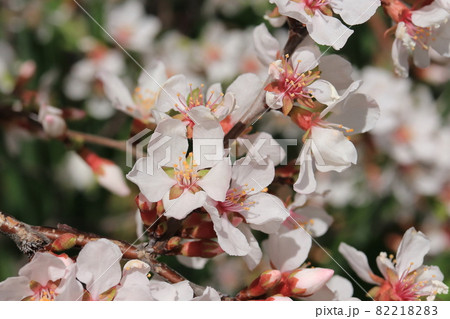 ユスラウメの花の写真素材 21