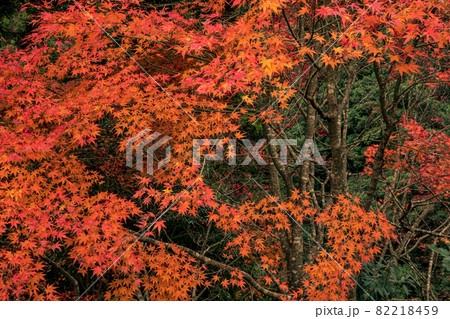 木々の緑も赤く染まり、秋の涼気を感じて山や川に行こう 82218459