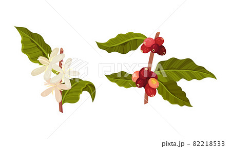 Branches of coffee plant with flowers and ripe fruits set vector illustration 82218533