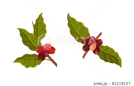 Branches of coffee plant with ripe fruits set vector illustration 82218537
