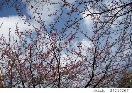 河津桜 河津桜 82219267