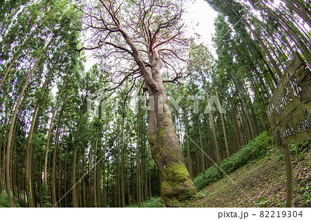 巨大木「からかさ松」岩手県 82219304