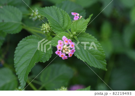 ランタナ 82219493