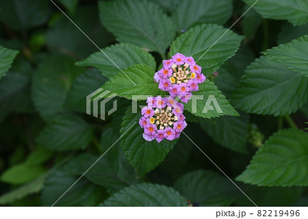 ランタナ 82219496