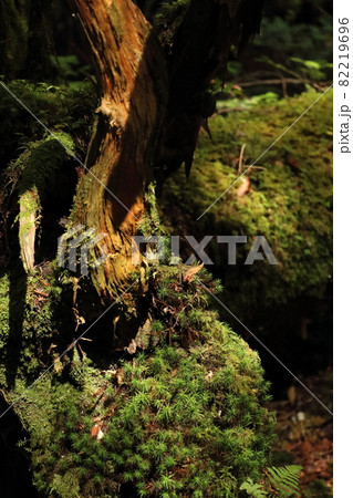 日本の苔の生えた神秘的な森林 環境問題 日本の苔の生えた神秘的な森林 環境問題 82219696