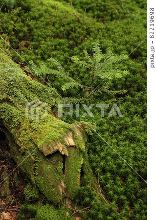 日本の苔の生えた神秘的な森林 環境問題 日本の苔の生えた神秘的な森林 環境問題 82219698