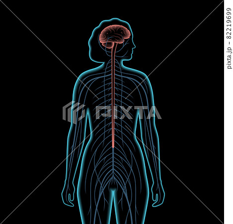Central nervous system Central nervous system 82219699