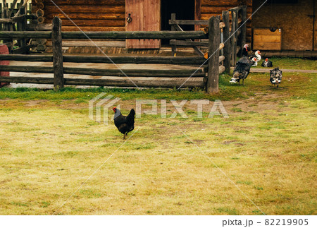 Country animals, domestic bird. Chicken, muscovy ducks on the farm 82219905