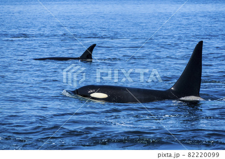 北海道羅臼沖のシャチ 82220099