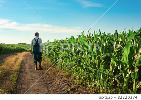 Caucasian calm male maize grower in overalls walks along corn field with tablet pc in his hands Caucasian calm male maize grower in overalls walks along corn field with tablet pc in his hands 82220374