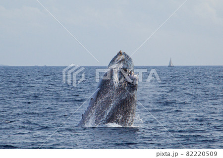 クジラのジャンプ クジラのジャンプ 82220509