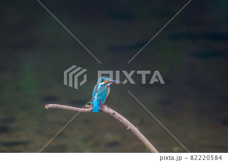 カワセミ 高画質クローズアップ 風景素材 82220584
