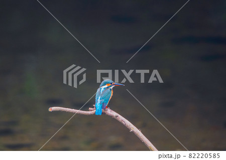 カワセミ 高画質クローズアップ 風景素材 82220585
