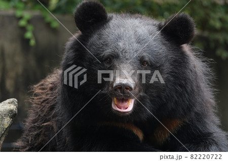 ん？こっち見てる？ 82220722