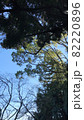 空を見上げてin森 82220896