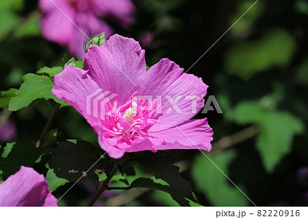 ムクゲ ムクゲ 82220916