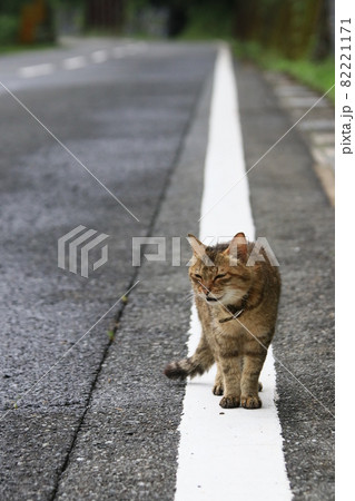 雨上がりの長い上り坂の道を歩いてきたキジトラの飼い猫が立ち止まる 82221171