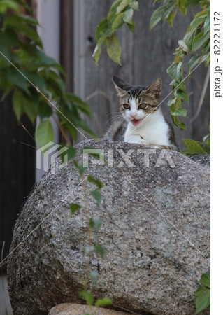 大きな丸い石の上に乗ってニャアって鳴いてる子猫を正面から撮影 82221172