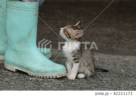 玄関前で帰ってきたお父さんを出迎え長靴にくっついて見上げる子猫 82221173
