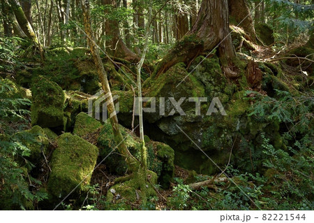 富士山麓の青木ヶ原樹海の小さな風穴 富士山麓の青木ヶ原樹海の小さな風穴 82221544