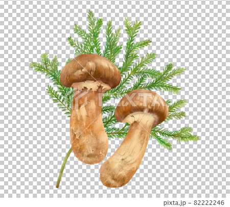 Fashionable autumn taste king matsutake mushroom and cypress leaf vector illustration material 82222246