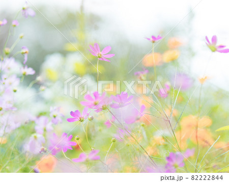 淡いコスモスの花 淡いコスモスの花 82222844