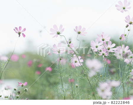 淡いコスモスの花 82222846
