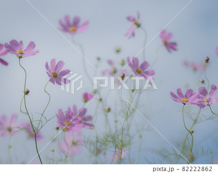 淡いコスモスの花 淡いコスモスの花 82222862
