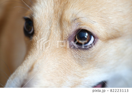 Muzzle and brown eyes of Welsh Corgi dog closeup Muzzle and brown eyes of Welsh Corgi dog closeup 82223113