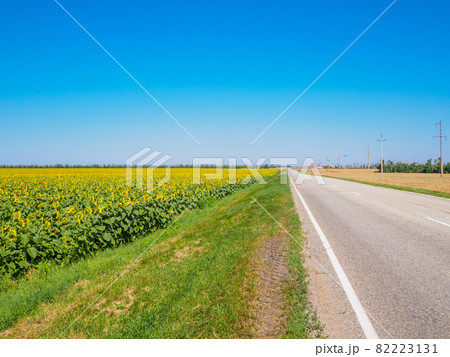 Asphalt road between yellow fields of sunflowers on a sunny summer day 82223131