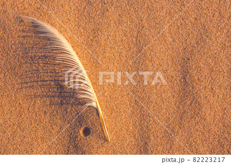Single white seagull feather on beach sand Single white seagull feather on beach sand 82223217