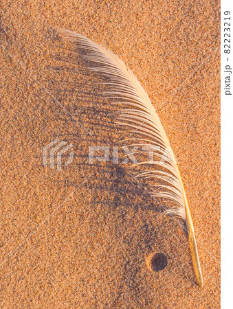 Single white seagull feather on beach sand Single white seagull feather on beach sand 82223219
