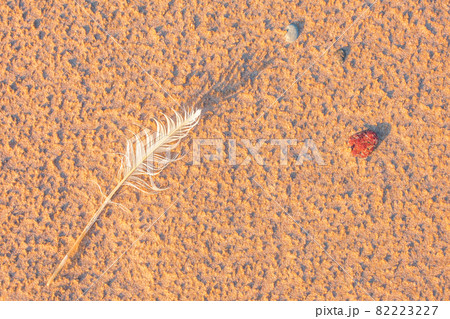 Single white seagull feather on beach sand Single white seagull feather on beach sand 82223227