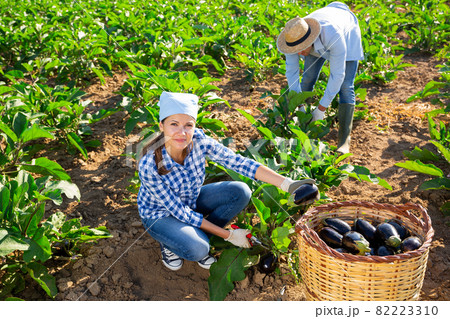 Young woman gathering crop of ripe aubergines at garden Young woman gathering crop of ripe aubergines at garden 82223310