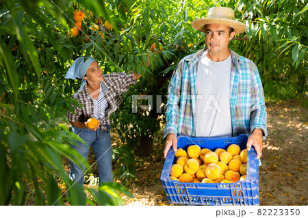 Woman farmer with male partner harvesting ripe peaches in fruit garden, putting in boxes 82223350