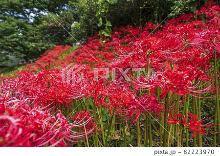 日向薬師 満開の彼岸花畑 神奈川県 伊勢原市 の写真素材