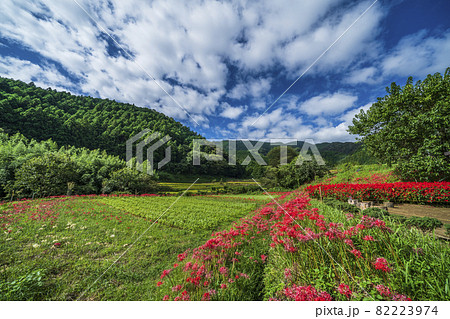 彼岸花の群生地、日向薬師の田園風景【神奈川県・伊勢原市】 82223974