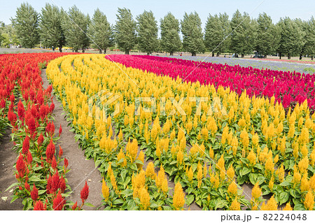ファーム富田 ファーム富田 82224048