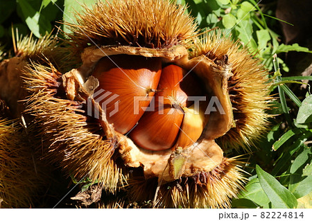 イガの中の、茶色の大きな栗の実 82224814