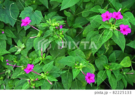 夕方になり開き始めたオシロイバナ（白粉花） 82225133