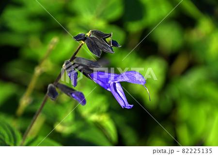 叫んでいるようなサルビア・グアラニチカ 82225135