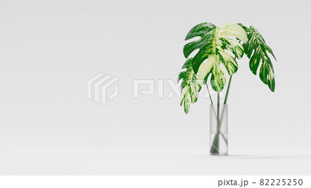Monstera leaf 82225250