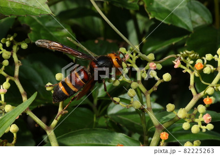 秋になり、ヤブガラシの甘い蜜を吸いにきた、オオスズメバチ 秋になり、ヤブガラシの甘い蜜を吸いにきた、オオスズメバチ 82225263