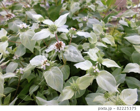 マウンテンミント・広葉 82225375