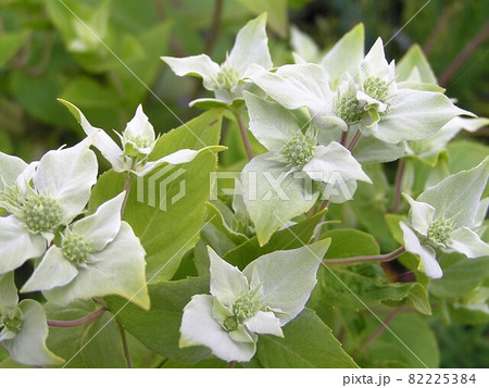 マウンテンミント・広葉 82225384