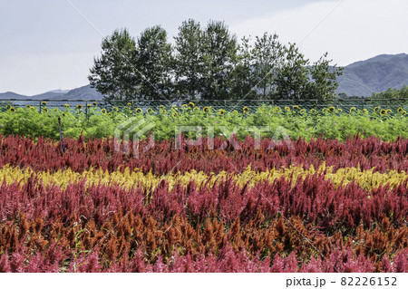 花 ケイトウ ヒマワリ 82226152