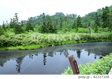 夏の栂池自然園 モウセン池 82227106