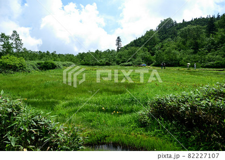 夏の栂池自然園 お花畑を行くハイカー 82227107