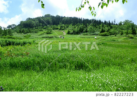 夏の栂池自然園木道を行く観光客 82227223