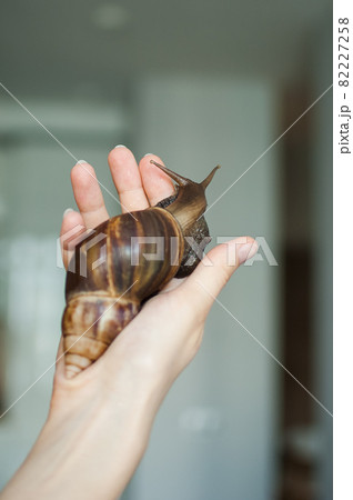 Dark brown snail achatina is hold by female hands, animal pets concept. Dark brown snail achatina is hold by female hands, animal pets concept. 82227258